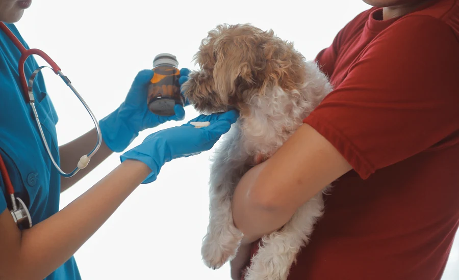 Leczenie chorób wewnętrznych