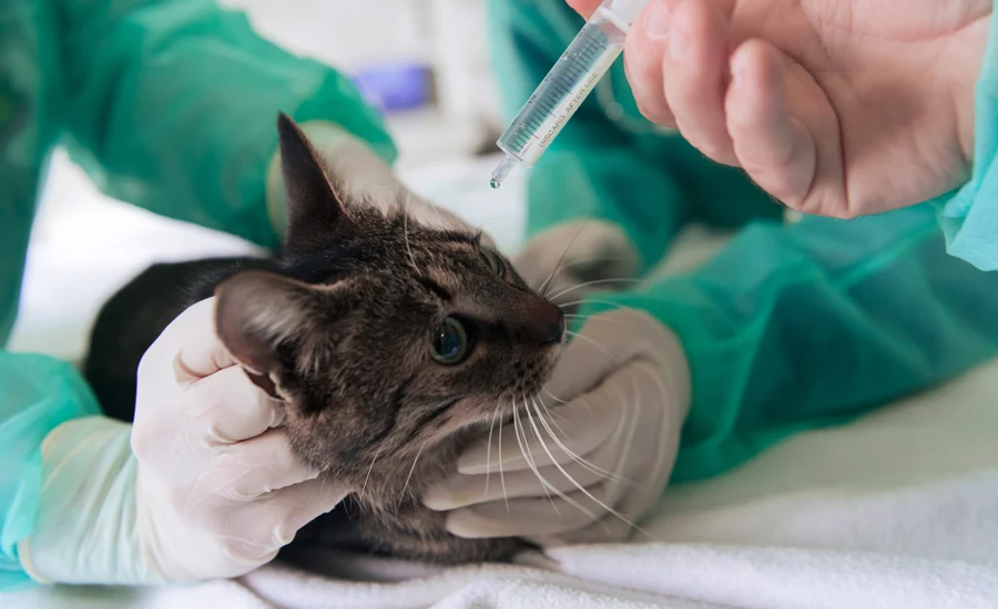 Terapia objawowa i leczenie w domu