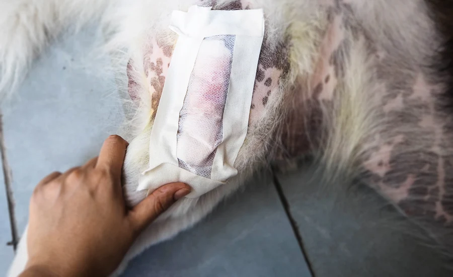 Zabiegi chirurgiczne w naszym gabinecie stacjonarnym